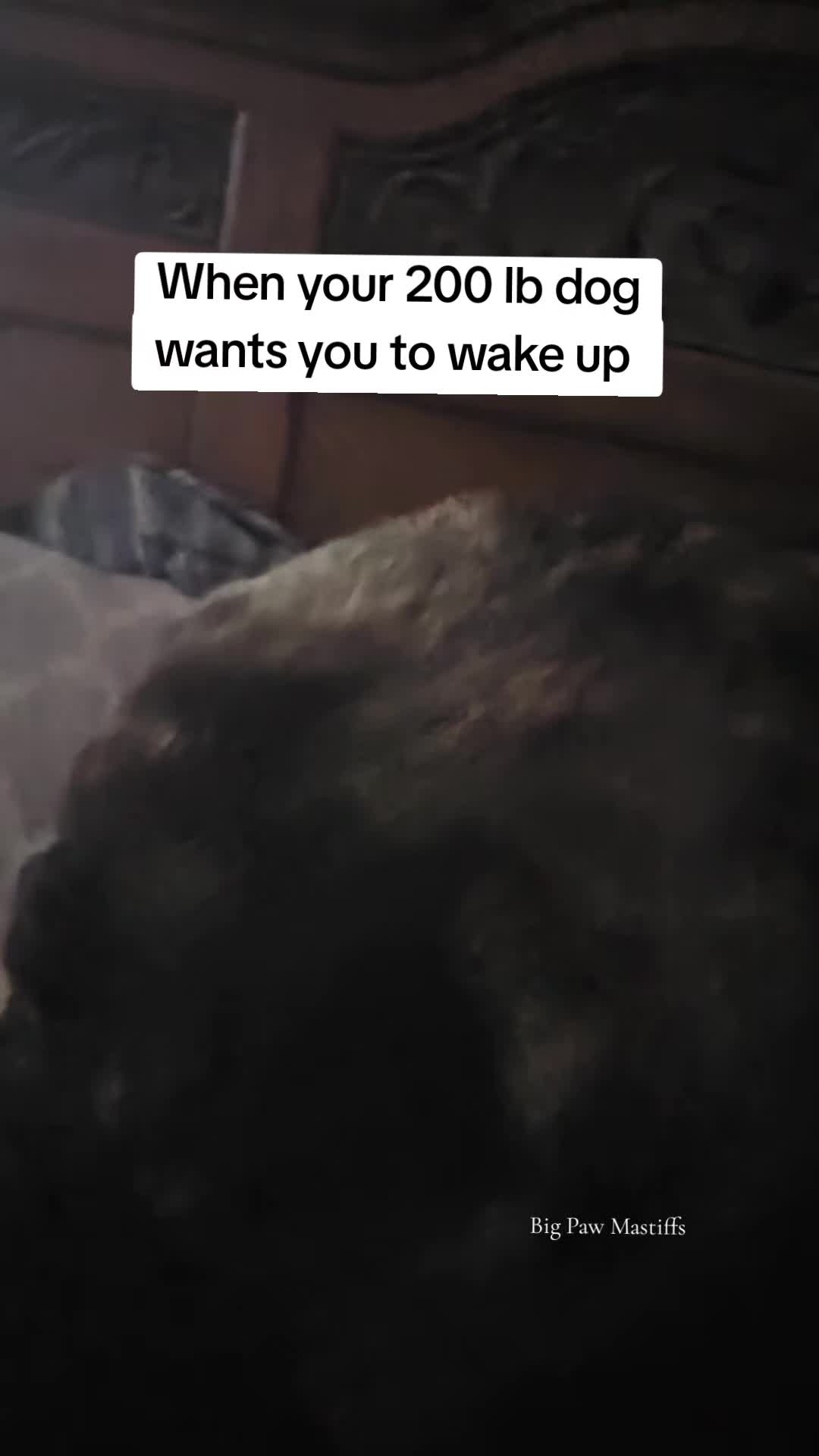 @Big Paw Mastiffs