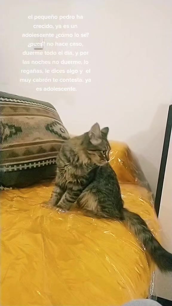 @petuchis