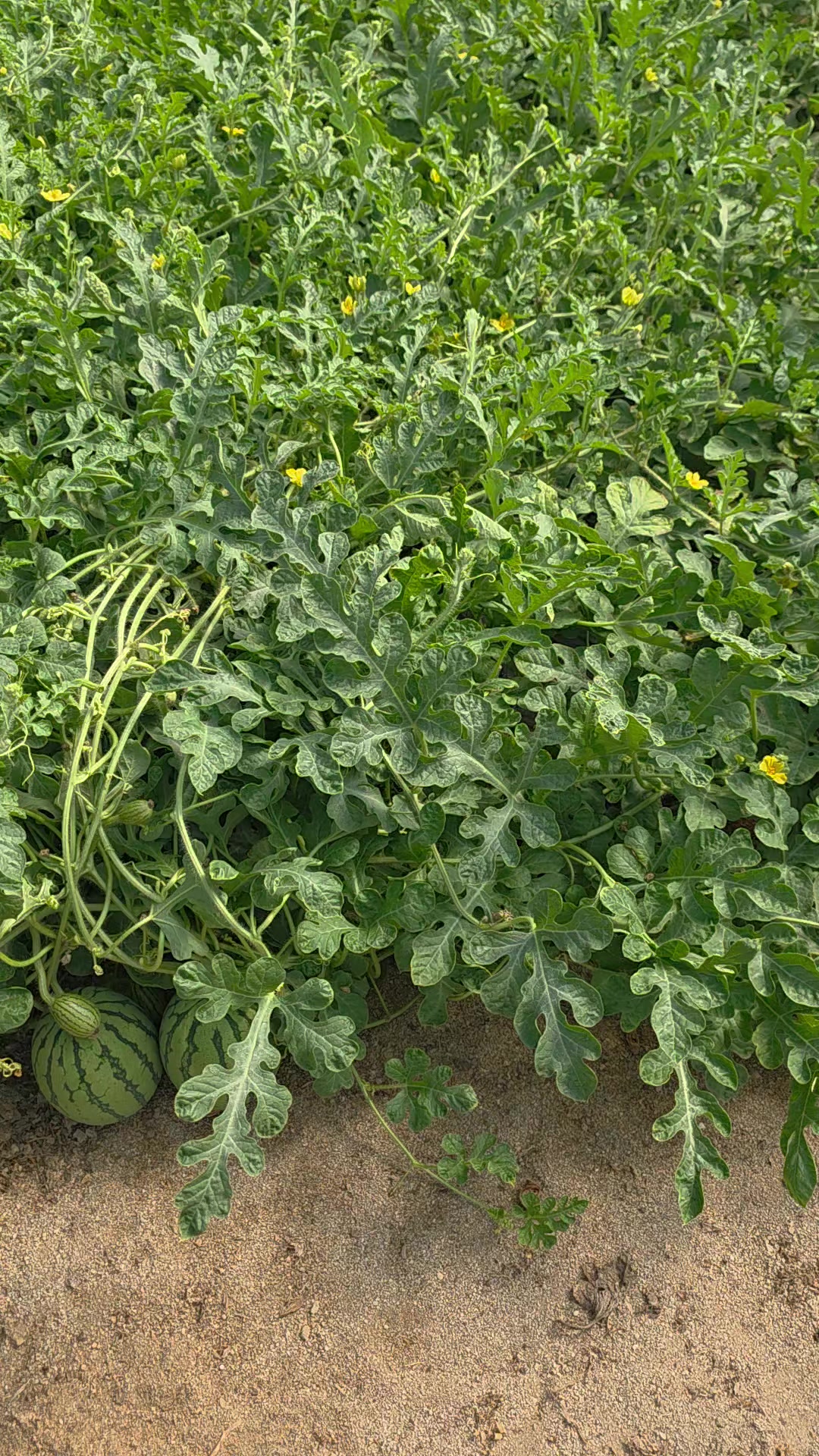 @El Extensionista del Agro