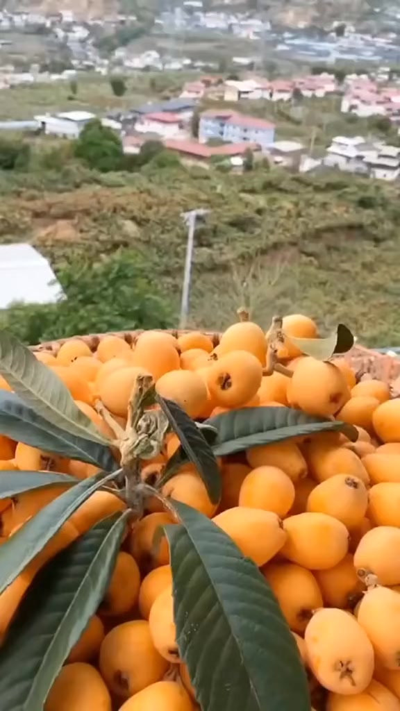 @fruits