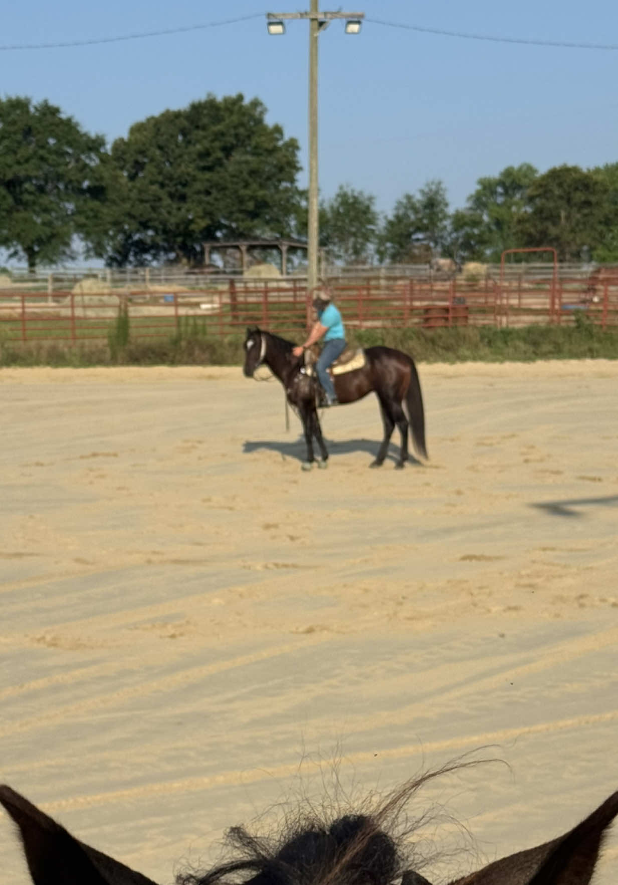 @KY Performance Horses