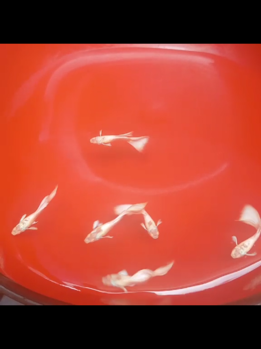 @Ga Guppy Farm