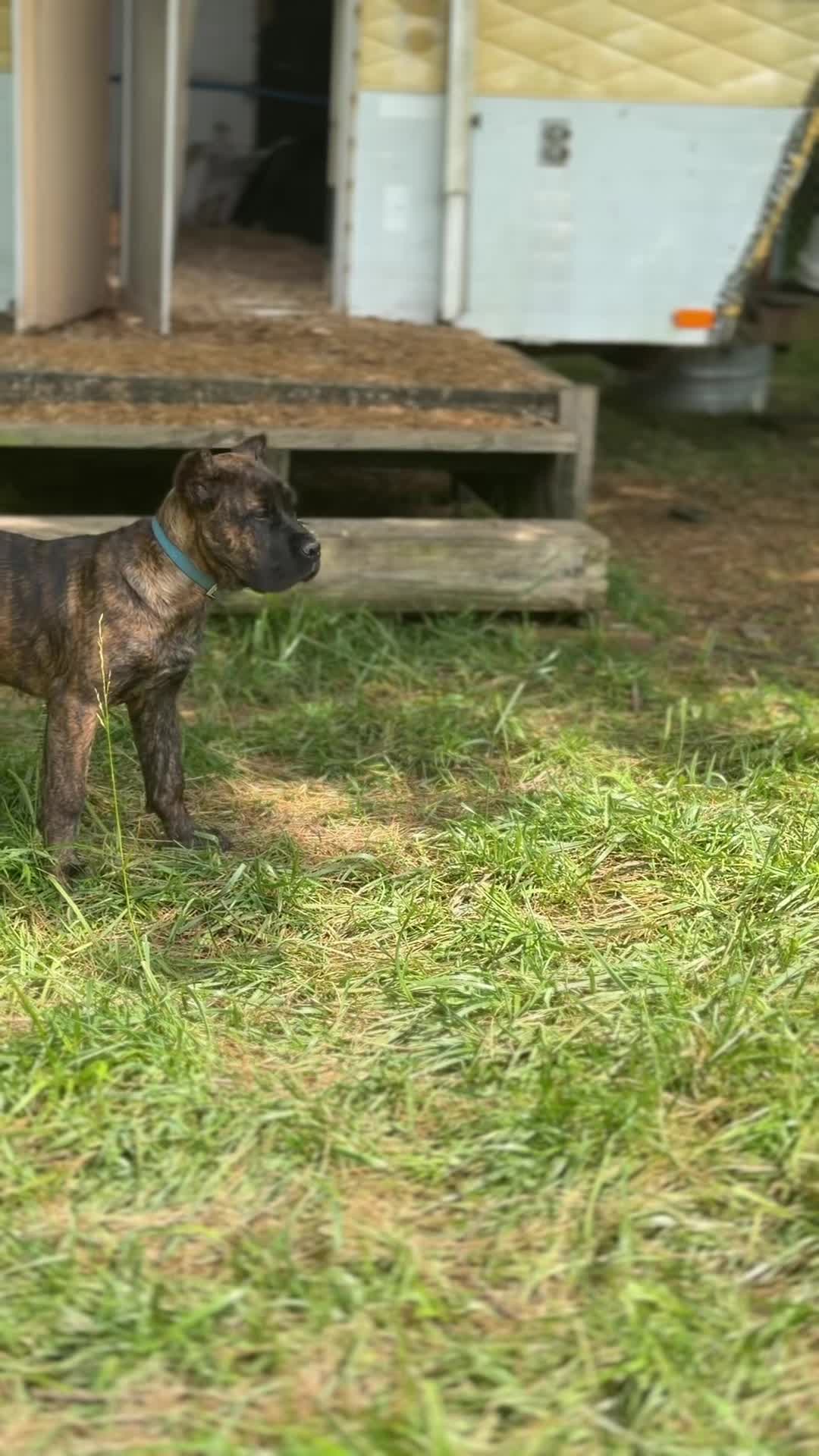 @americana_kennels