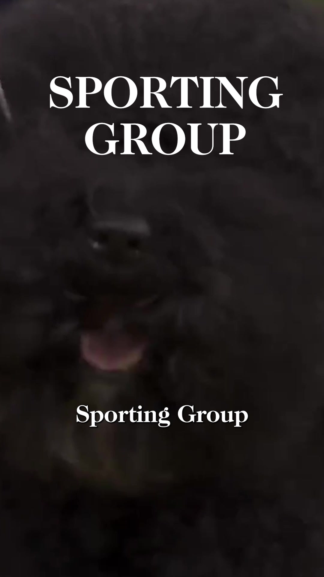 @Westminster Kennel Club