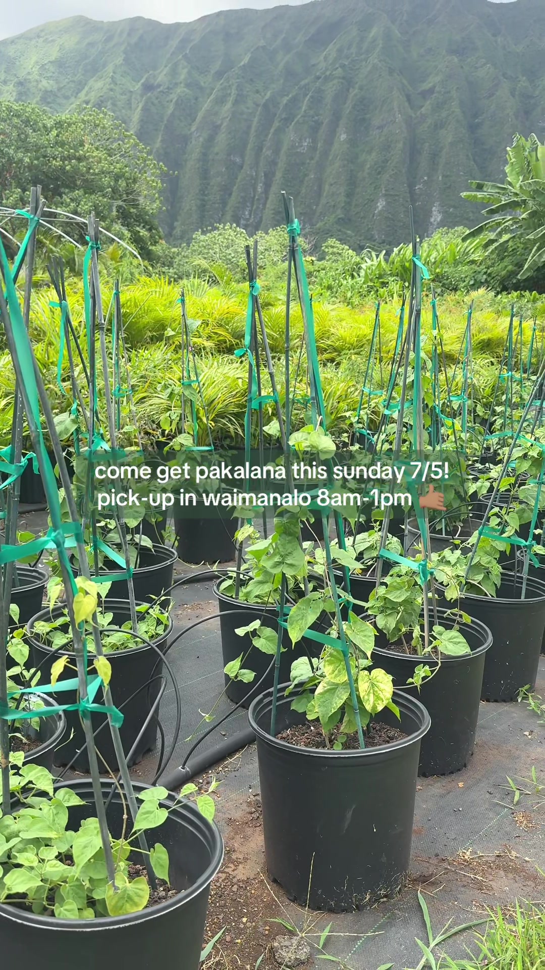 @plantedbymal 🌺