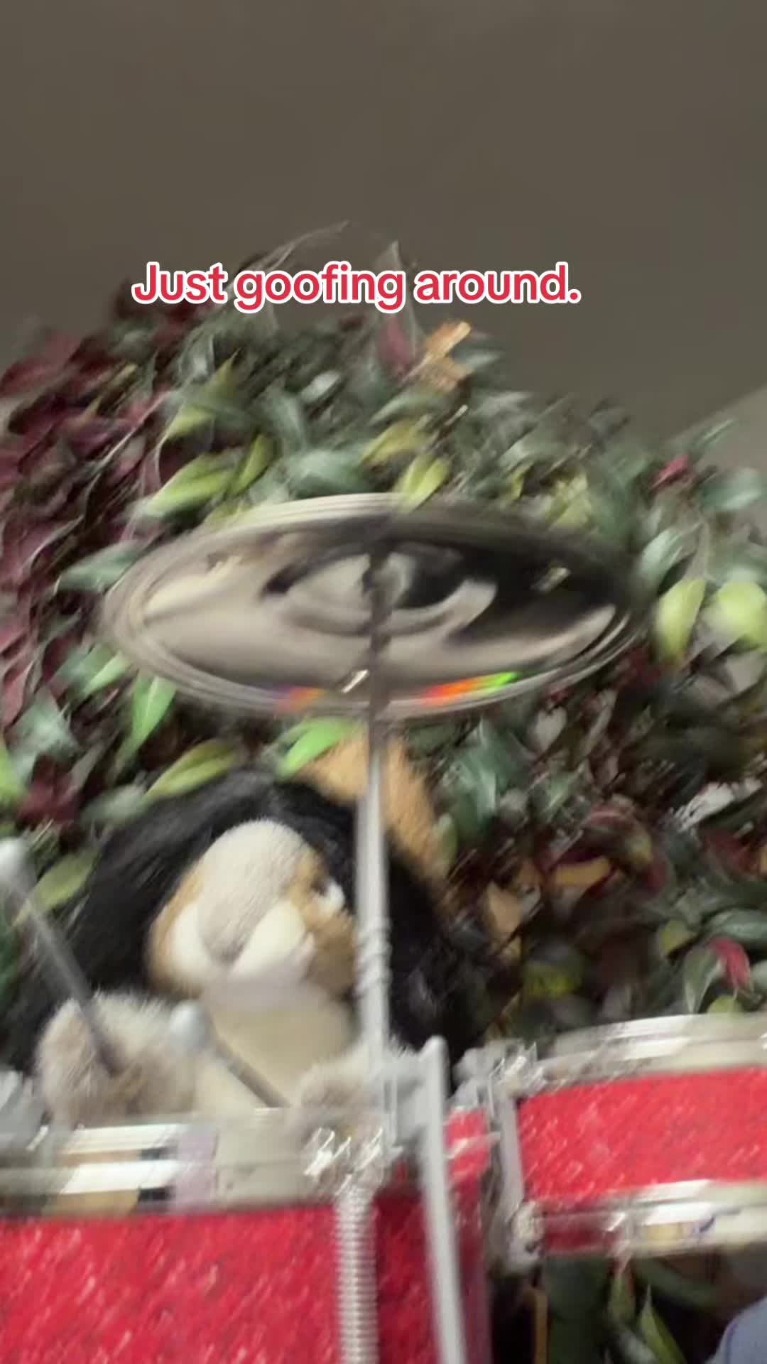 @djniddle