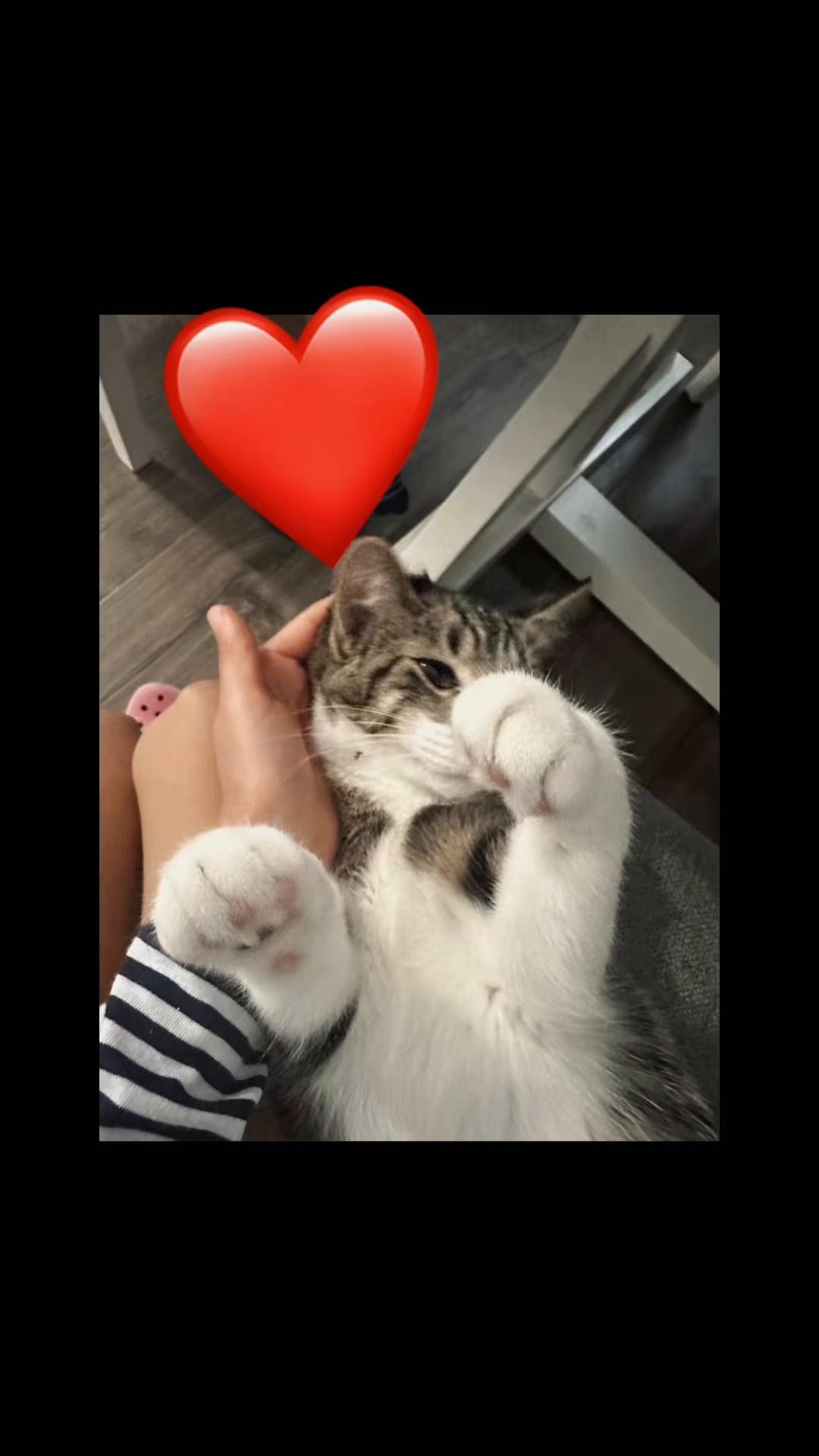 @Gary🐈&zwj;⬛&Luna🐈