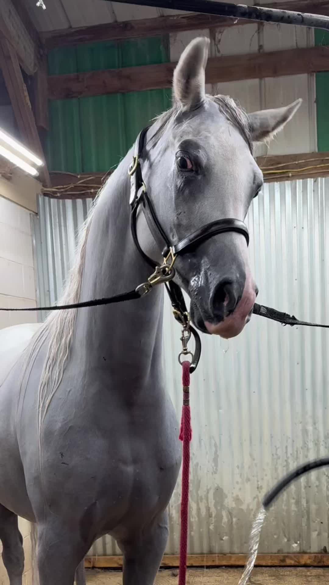 @Horses TikTok
