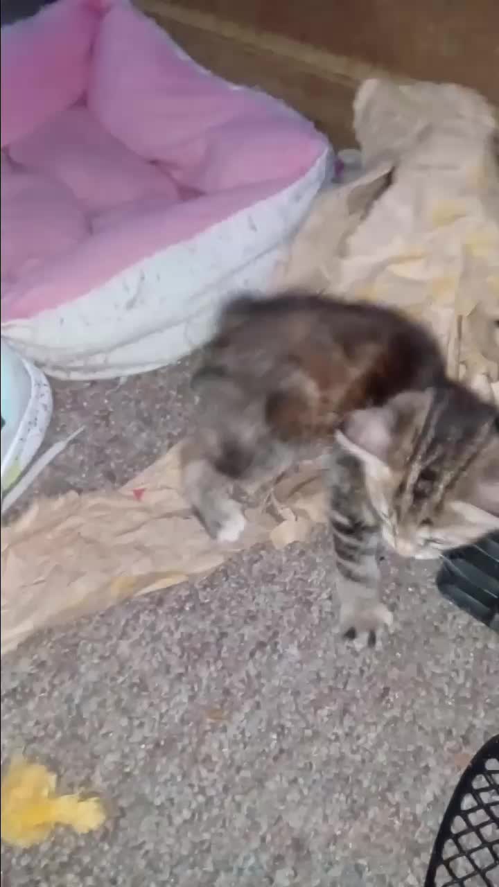 @MeowNeko83