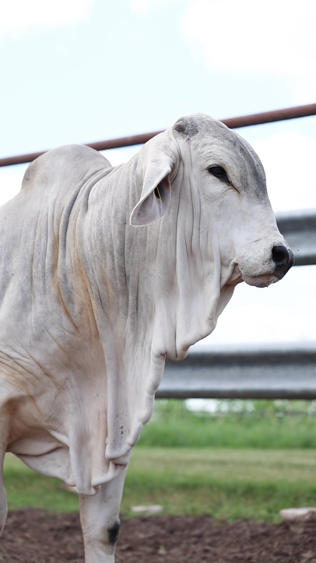 @England Cattle Co.