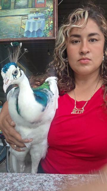 @🇺🇸  FLOR TORRES 🦚💔 🥰 🦃