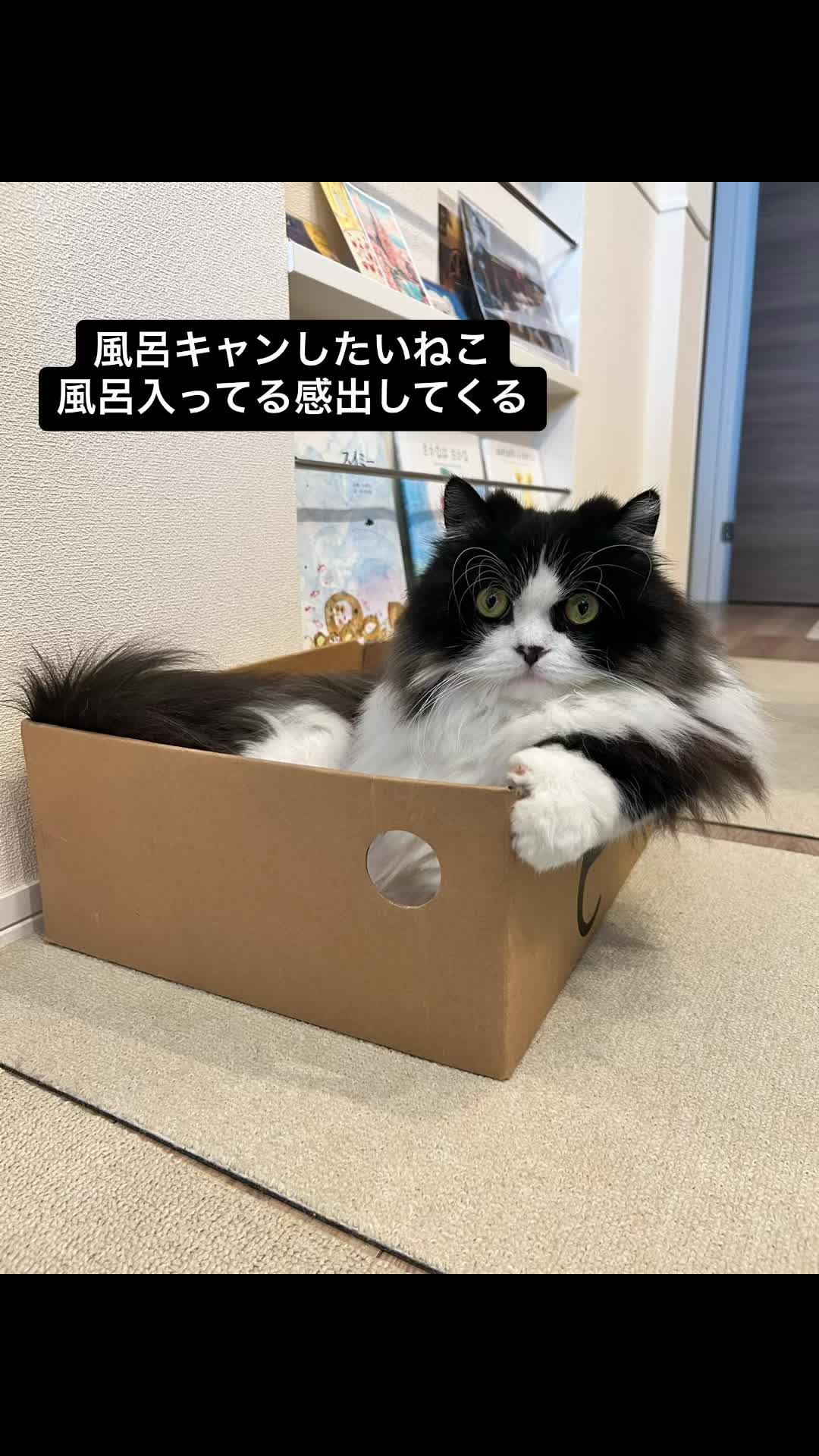 @みちゃよも🐶🐱