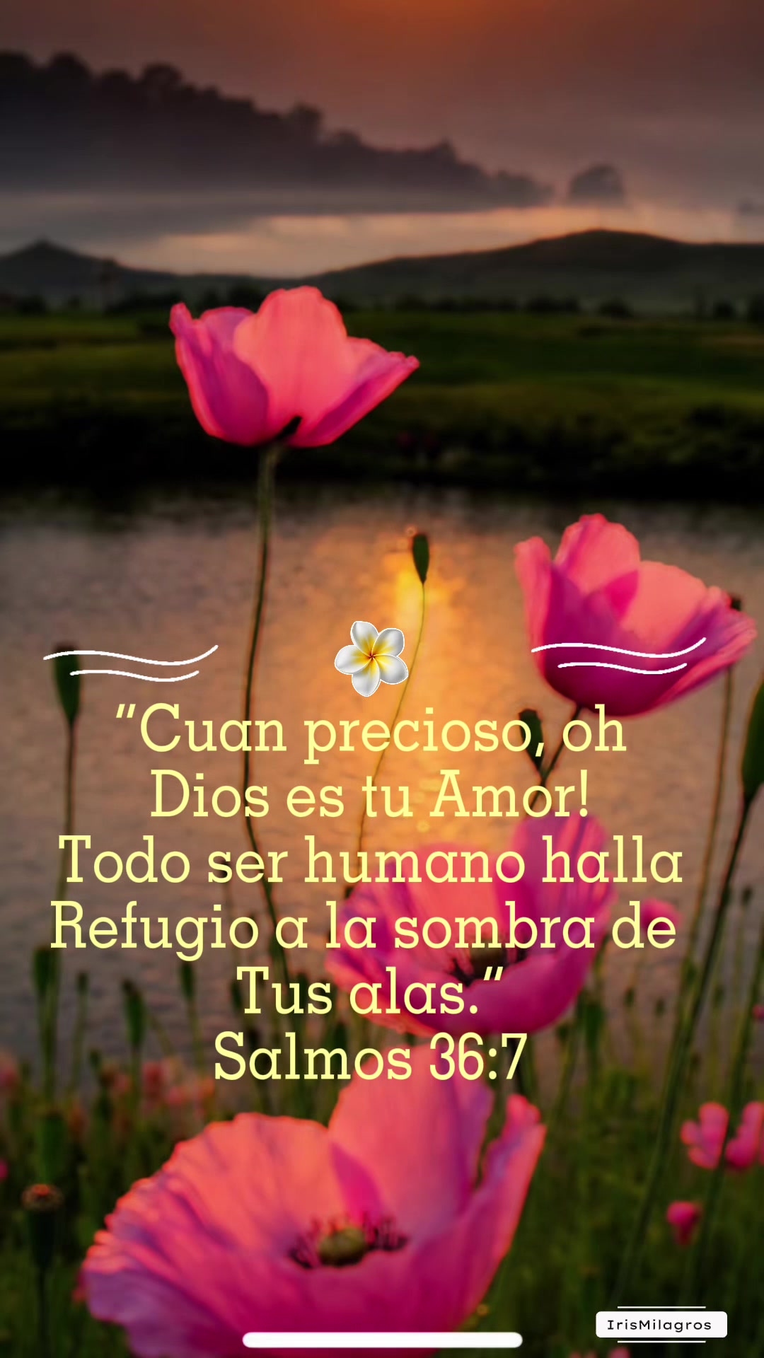 @IrisMilagros 🌼🌸