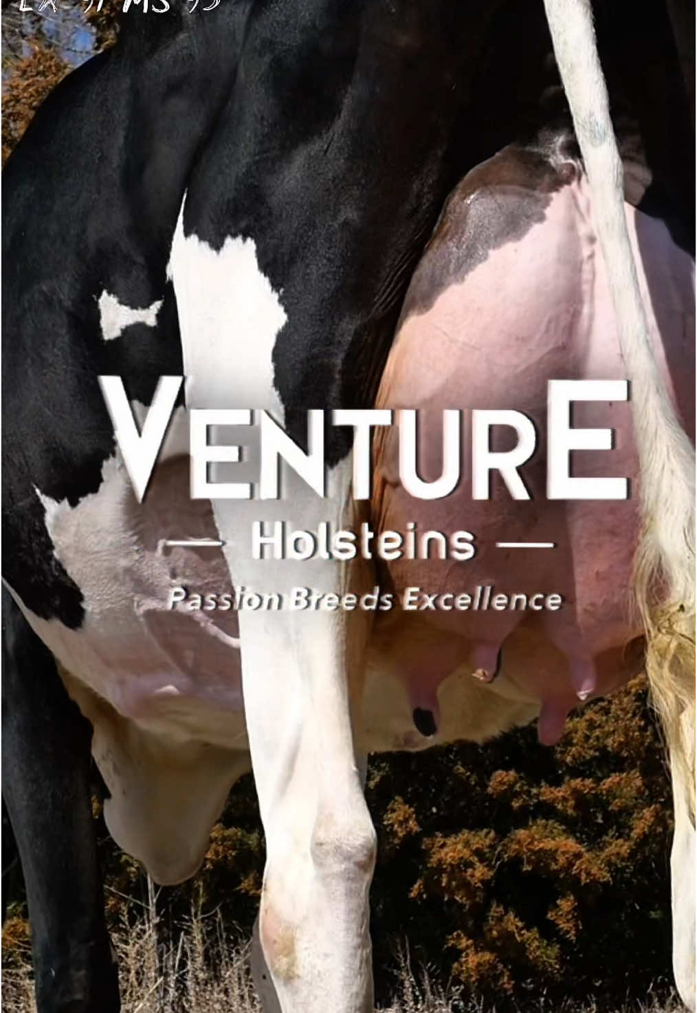 @Venture Holsteins