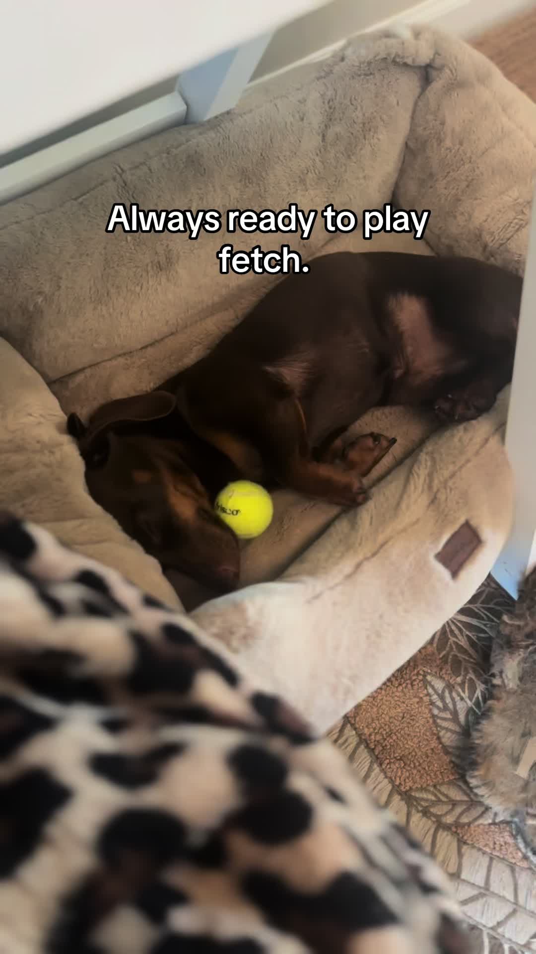 @Willie the Wiener Dog