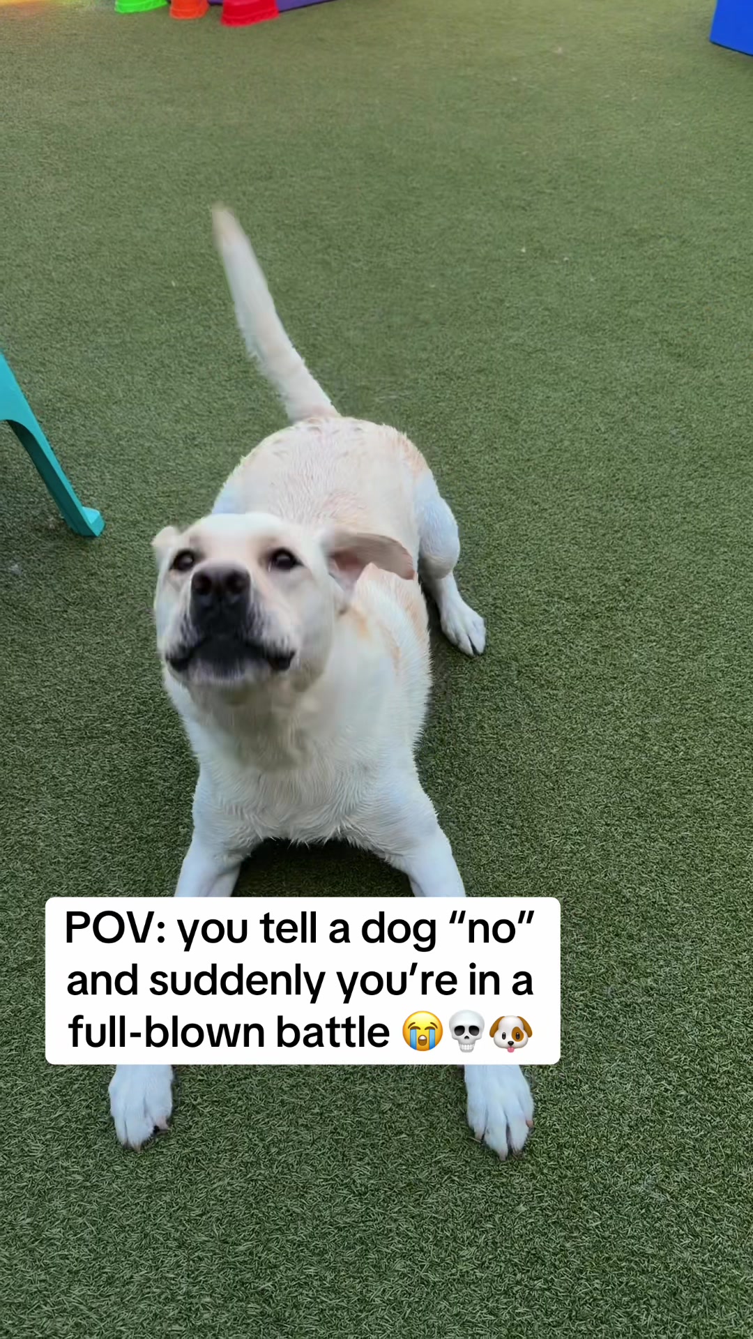@GoDog Durham