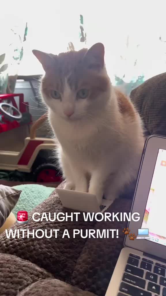 @Cat Verdict