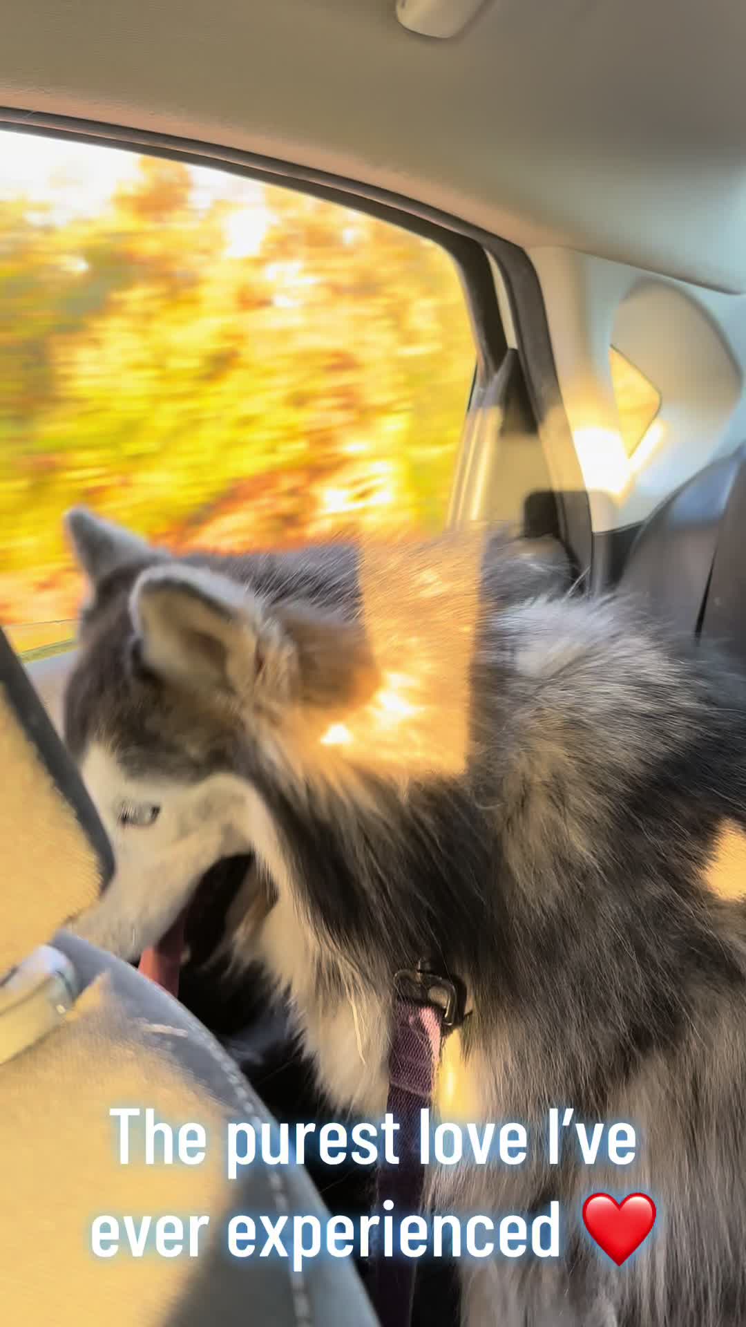 @Shasta & Aspen - Husky Sisters