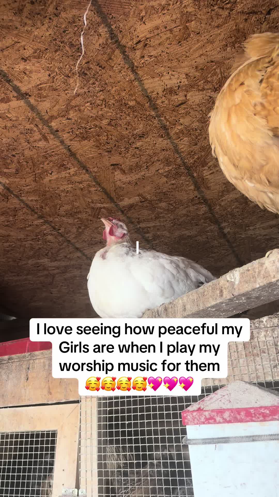 @NonniesFunnyFarm