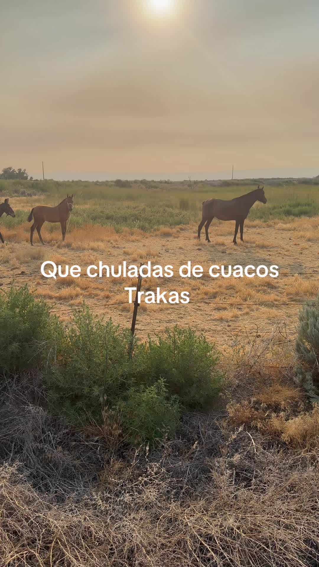@Bocho y más