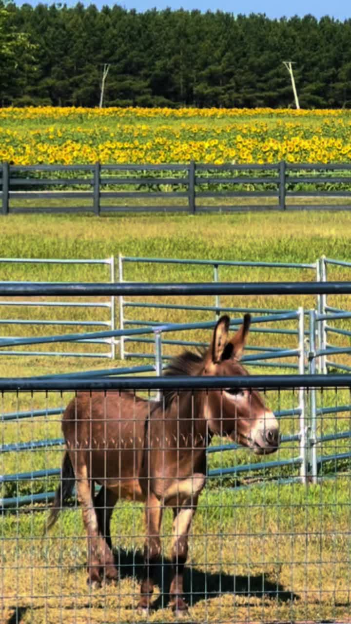 @Cypress Farm Donkeys