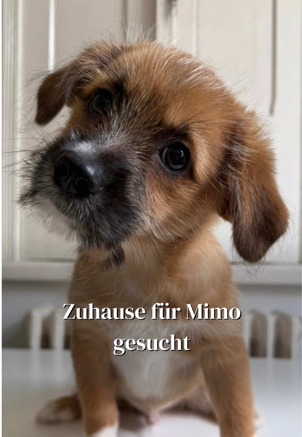 @SpecialDogs e.V.