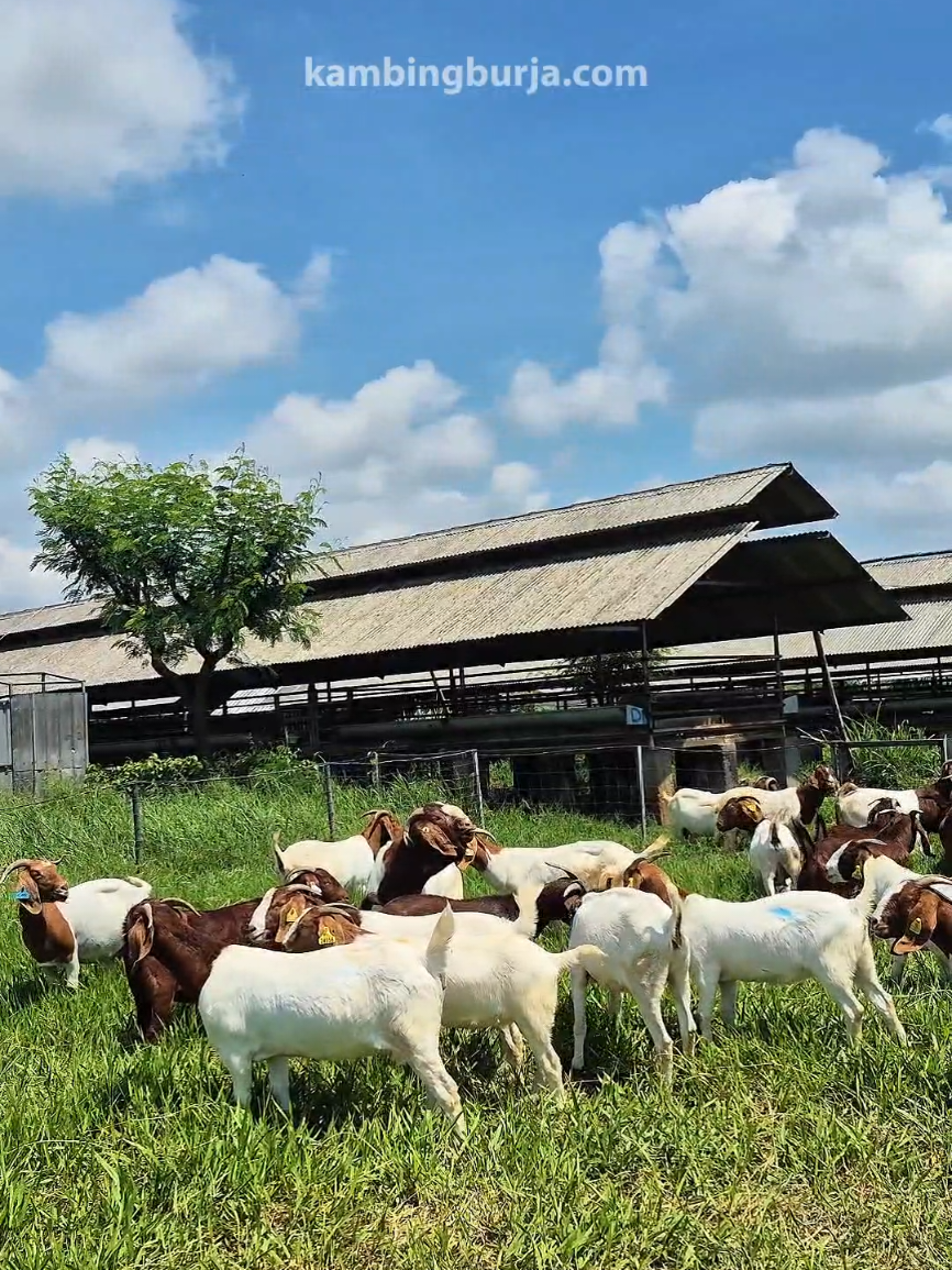 @Kambing Burja Official