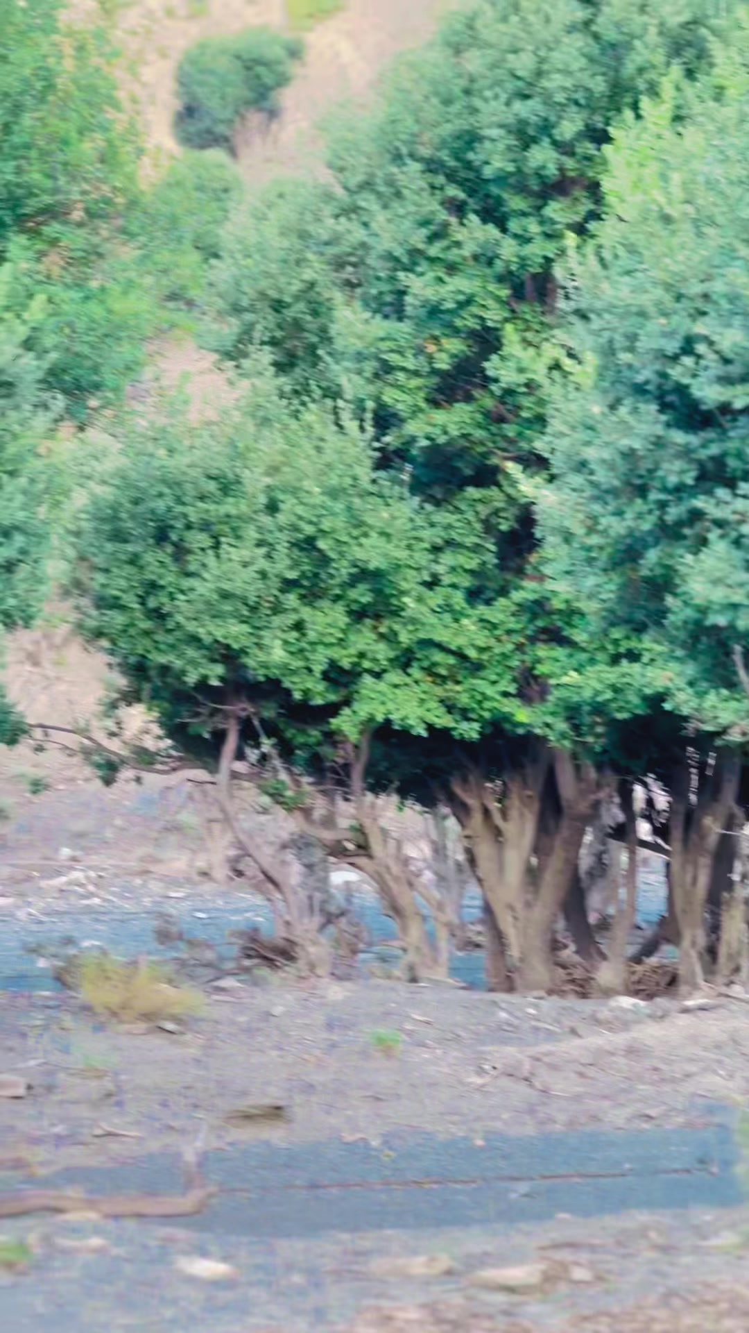 @🚩 باغی میانی 🚩