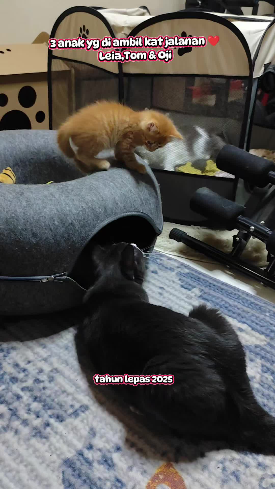 @Omma Kucing 🇲🇾🍉
