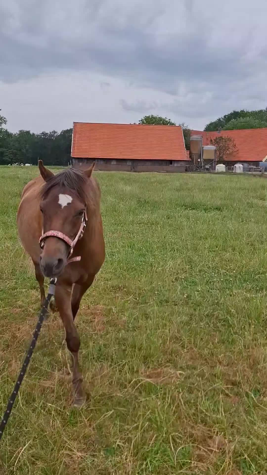 @horses.by.Britt:)