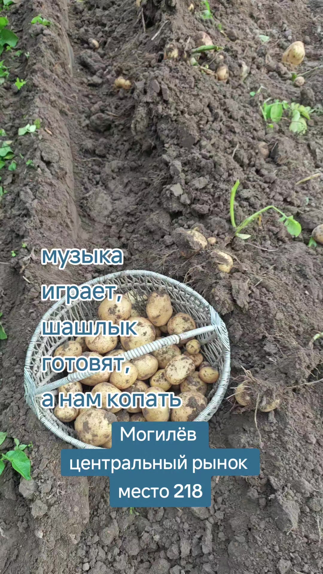 @Картофель Могилёв