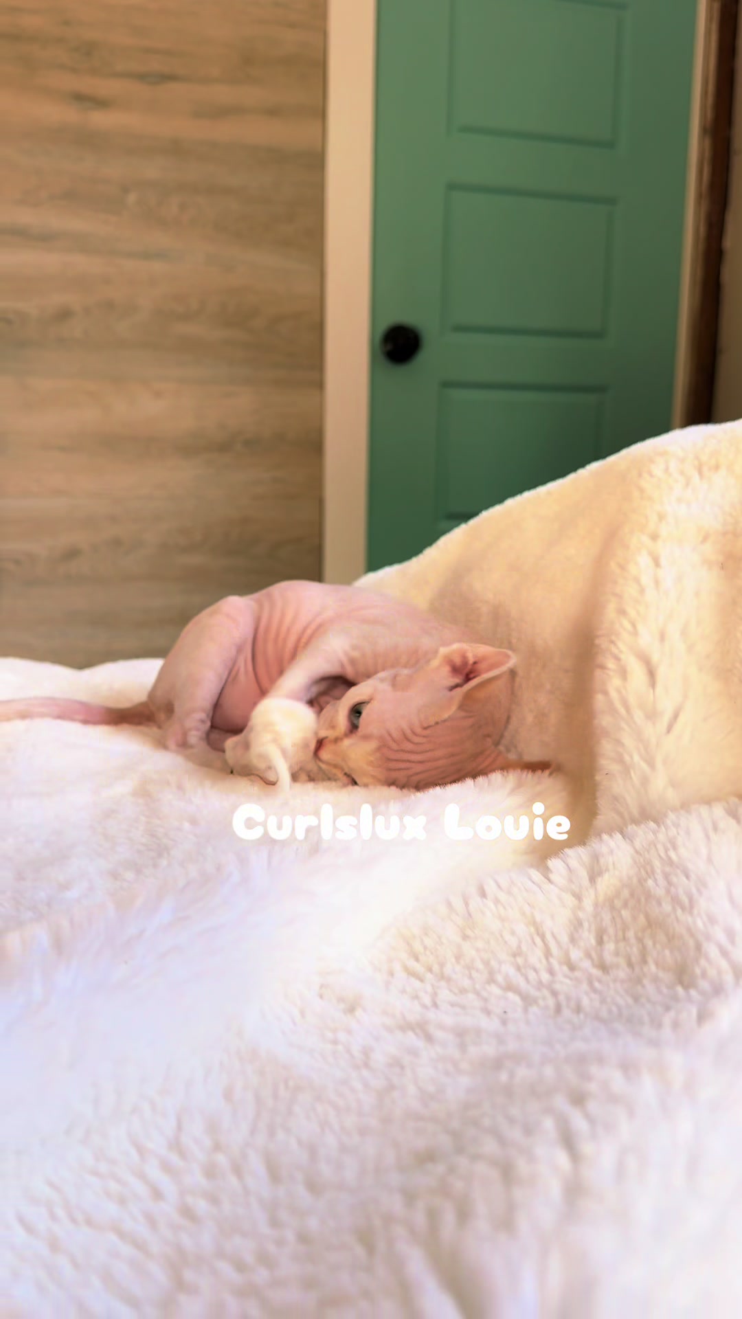 @Curlslux cattery!!🇺🇸