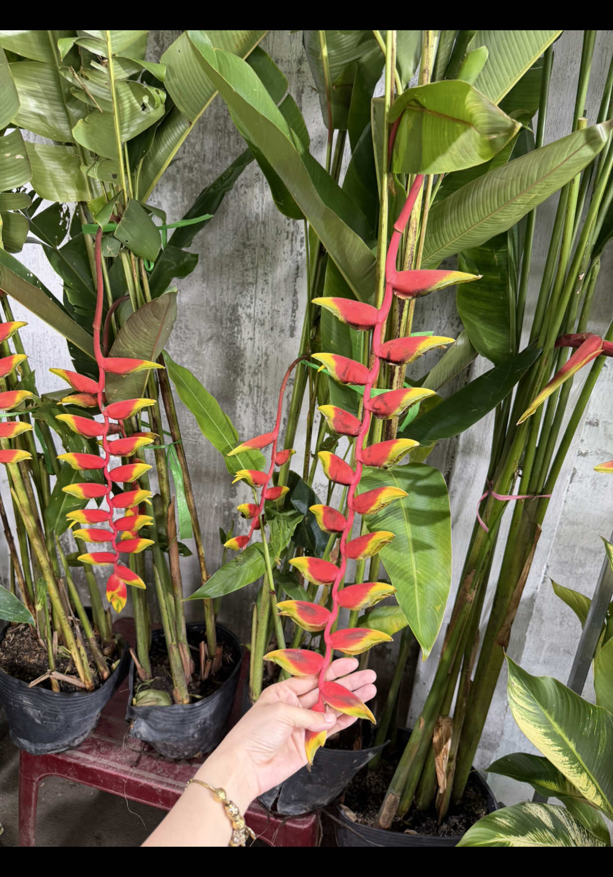 @Tiệm Lá Nhỏ