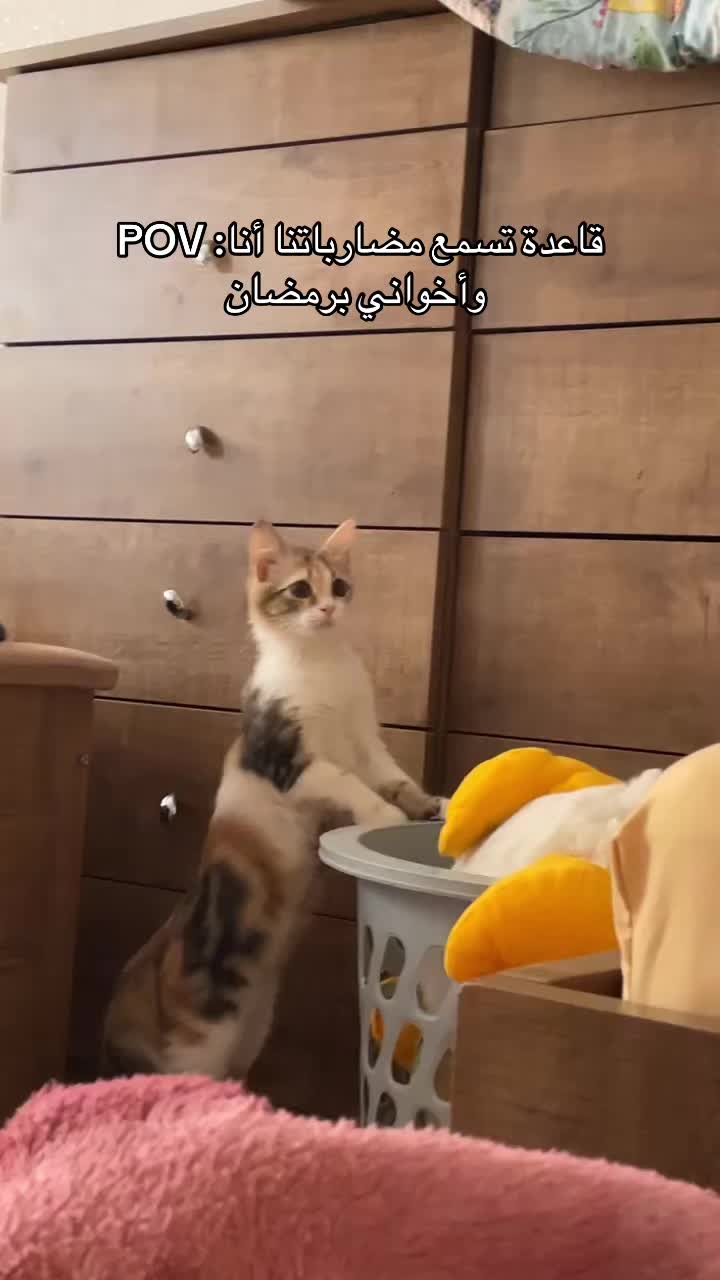 @Yunameow7