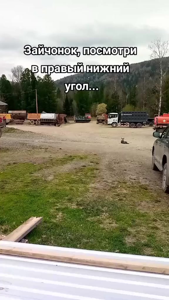 @Мой котик