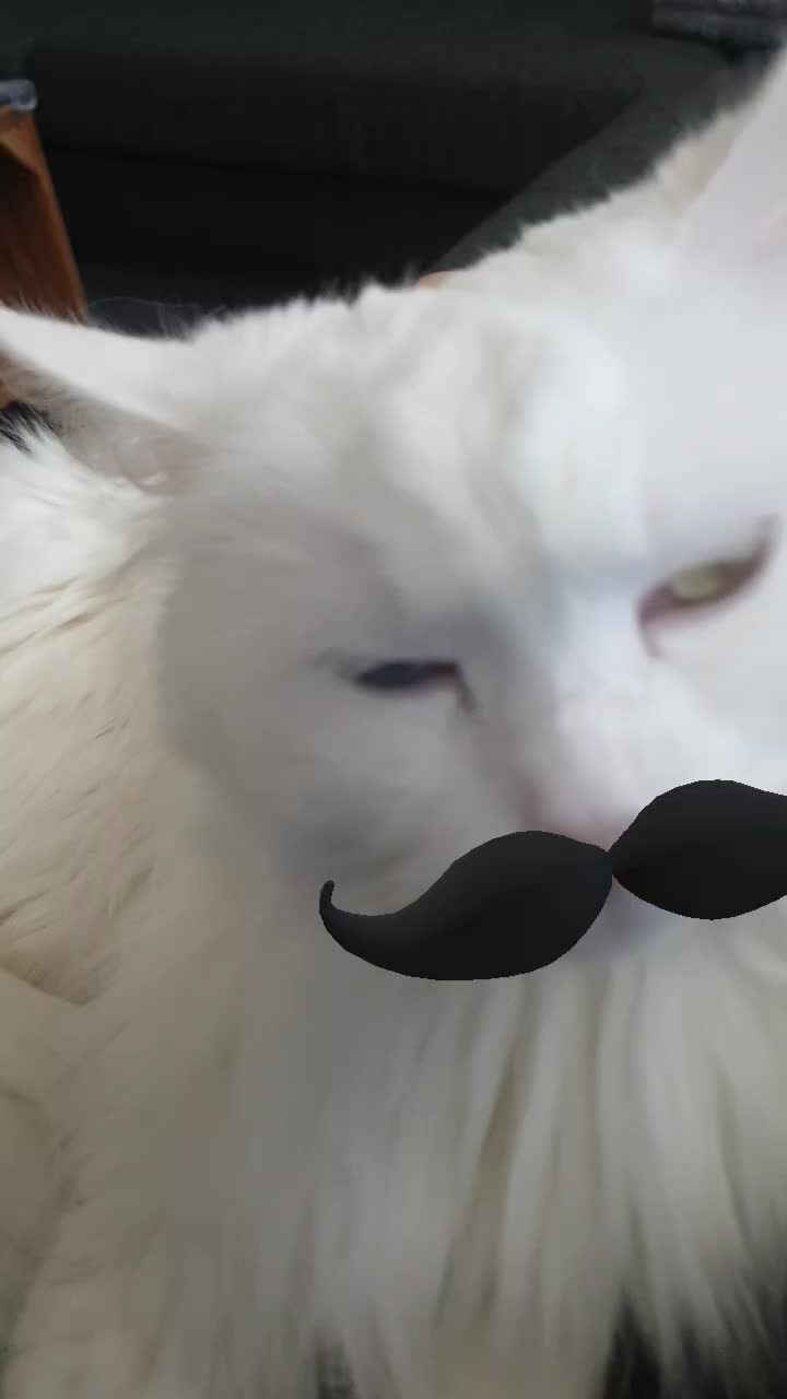 @Linni👱♀️_Luna🐈