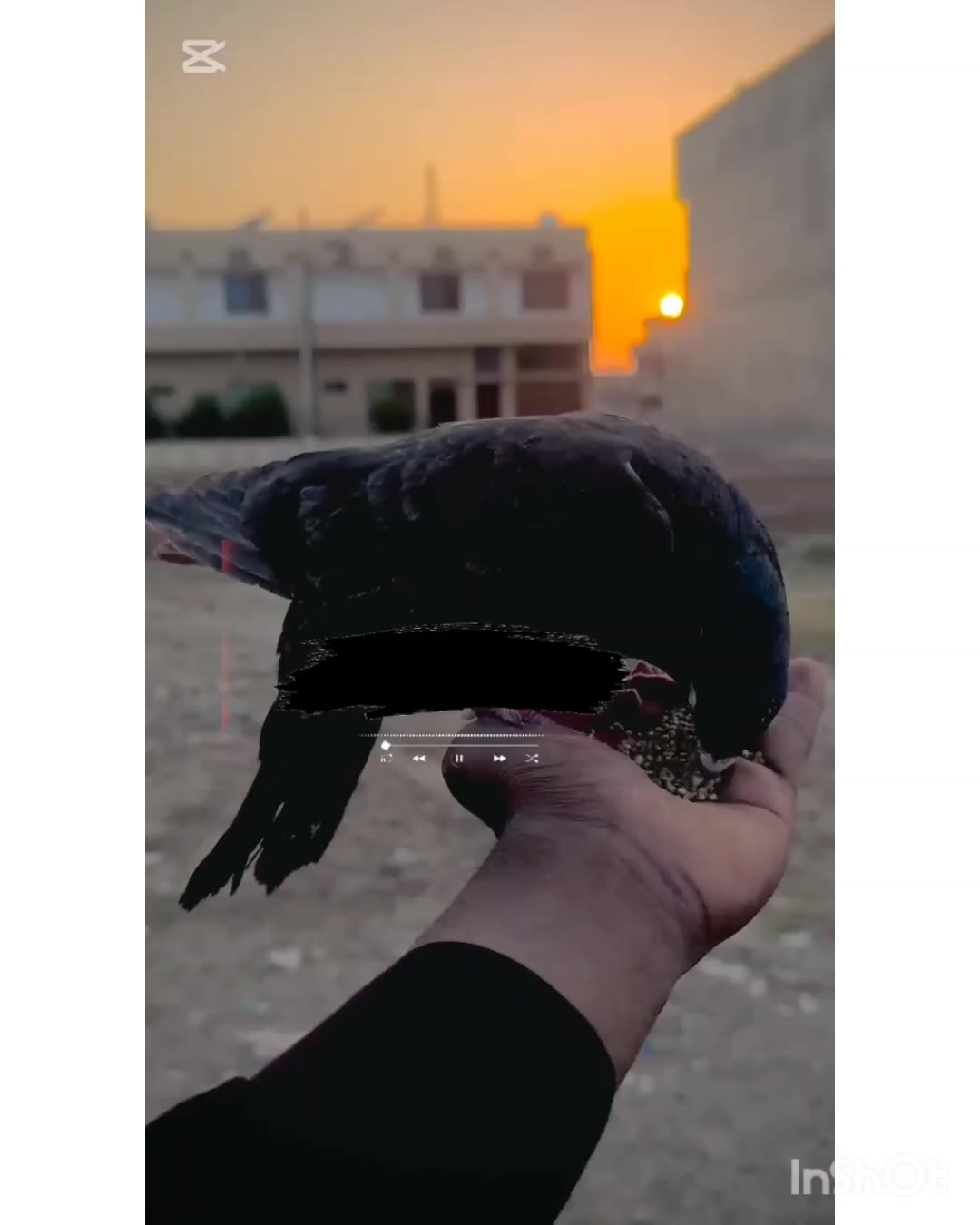 @عدیل رحمن لیہ وال کبوتر باز