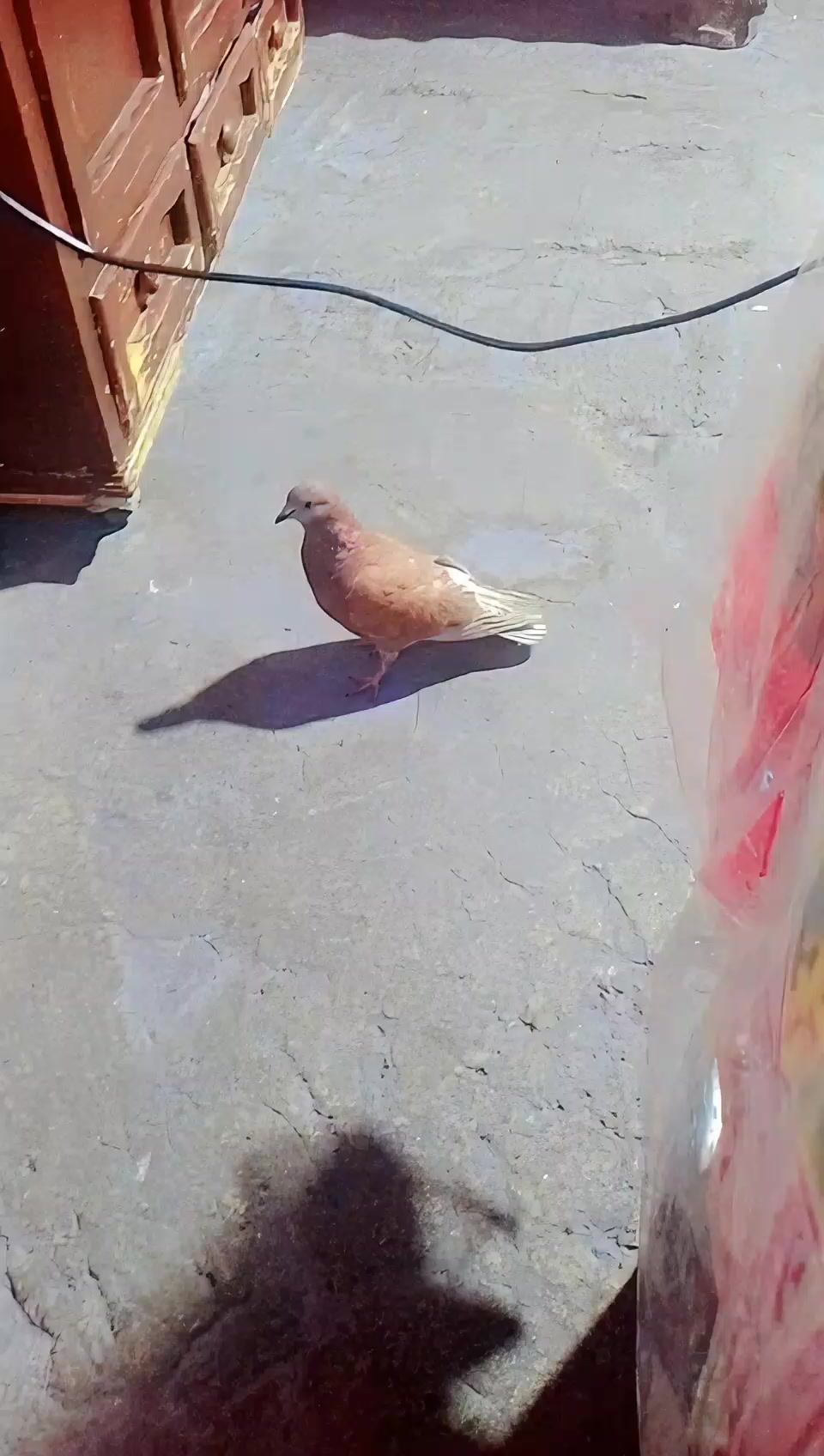 @✨ CANDY ✨