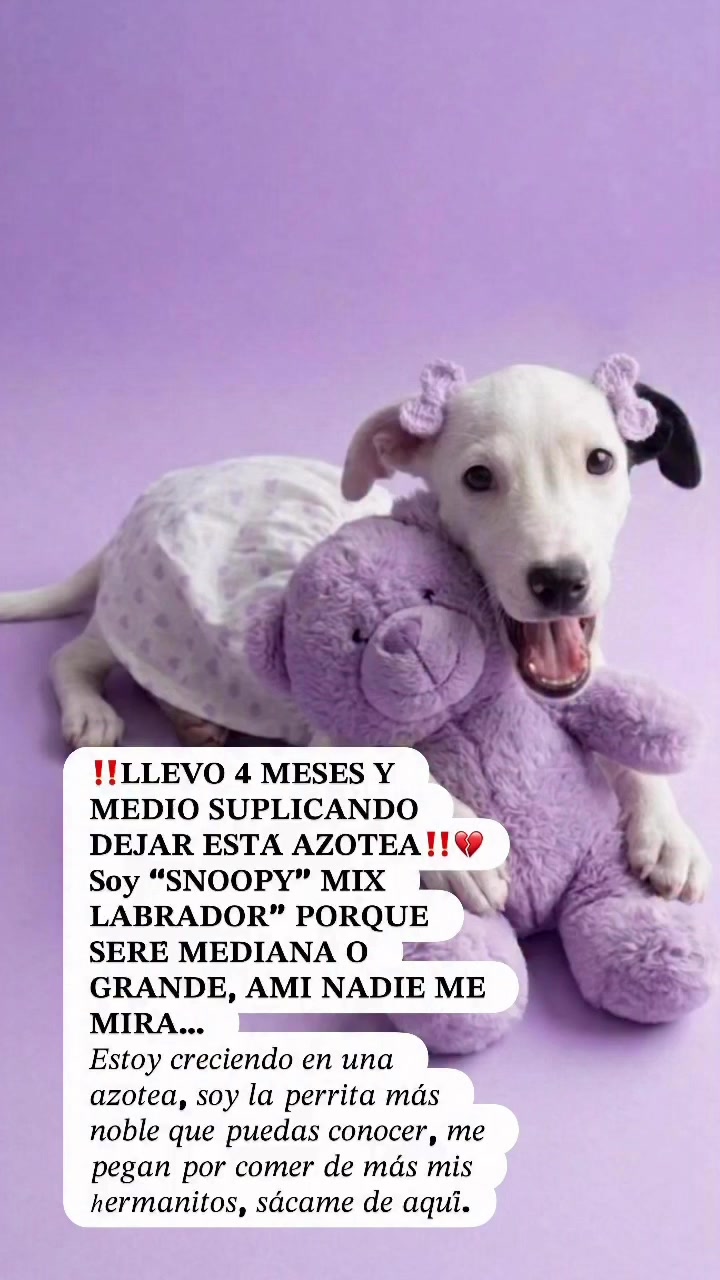 @AdoptaunAngel