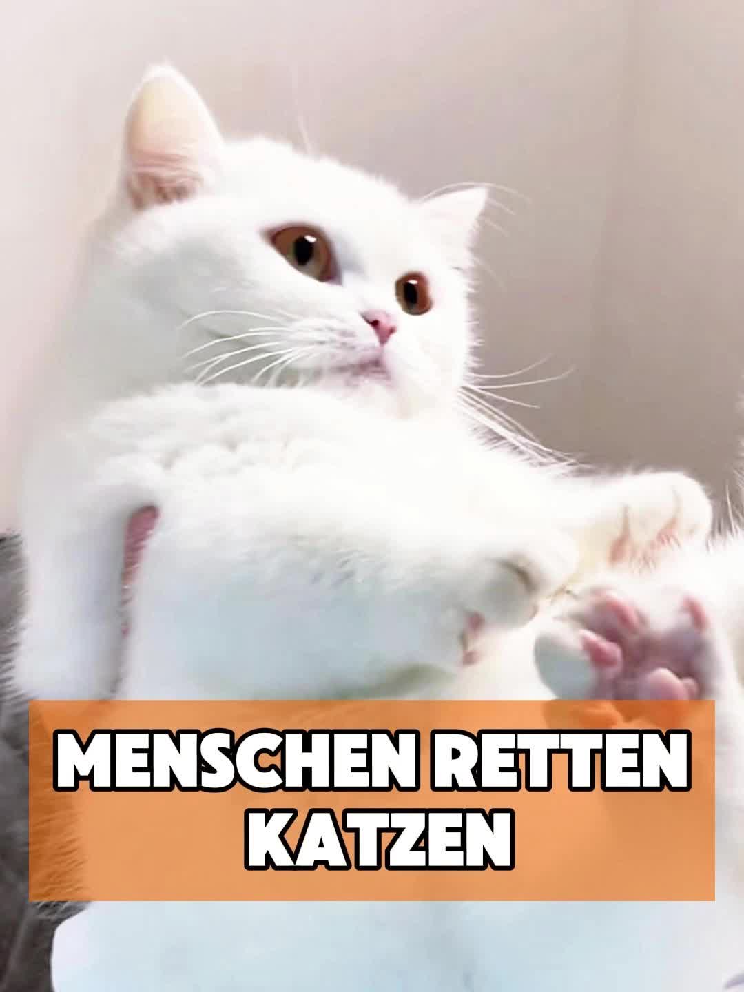 @toto_tier