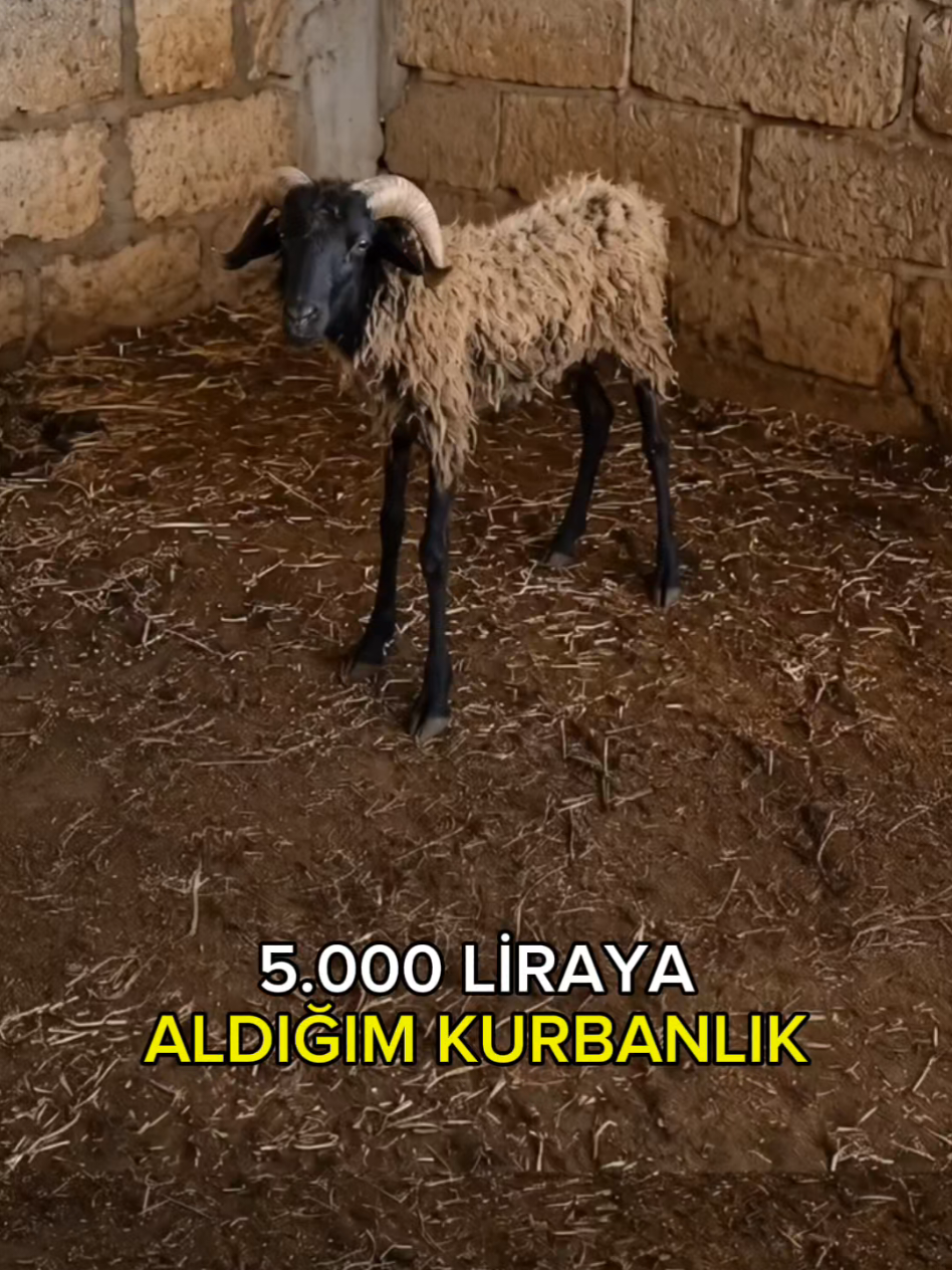 @kafa1adam