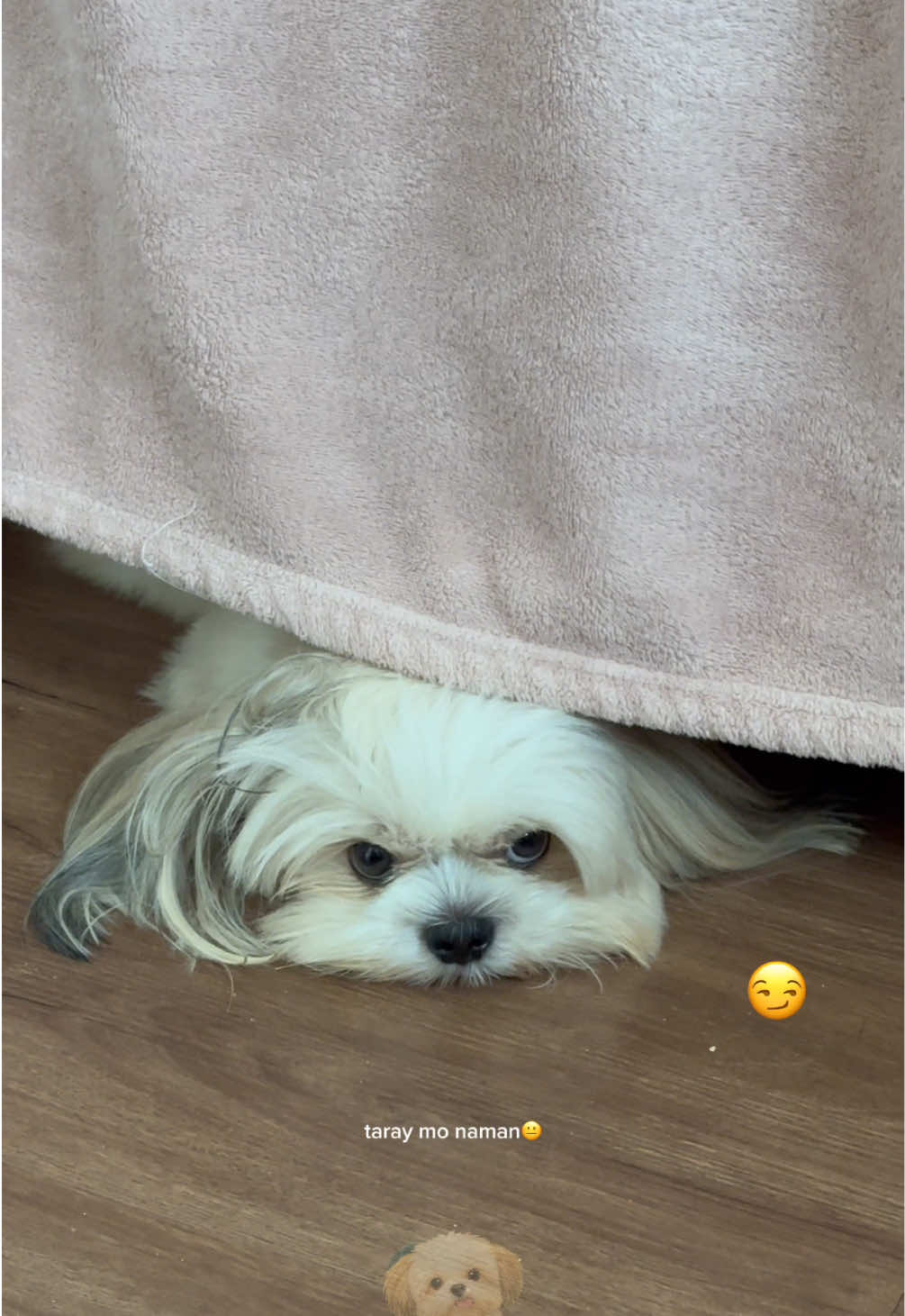 @POLA ˙𐃷˙