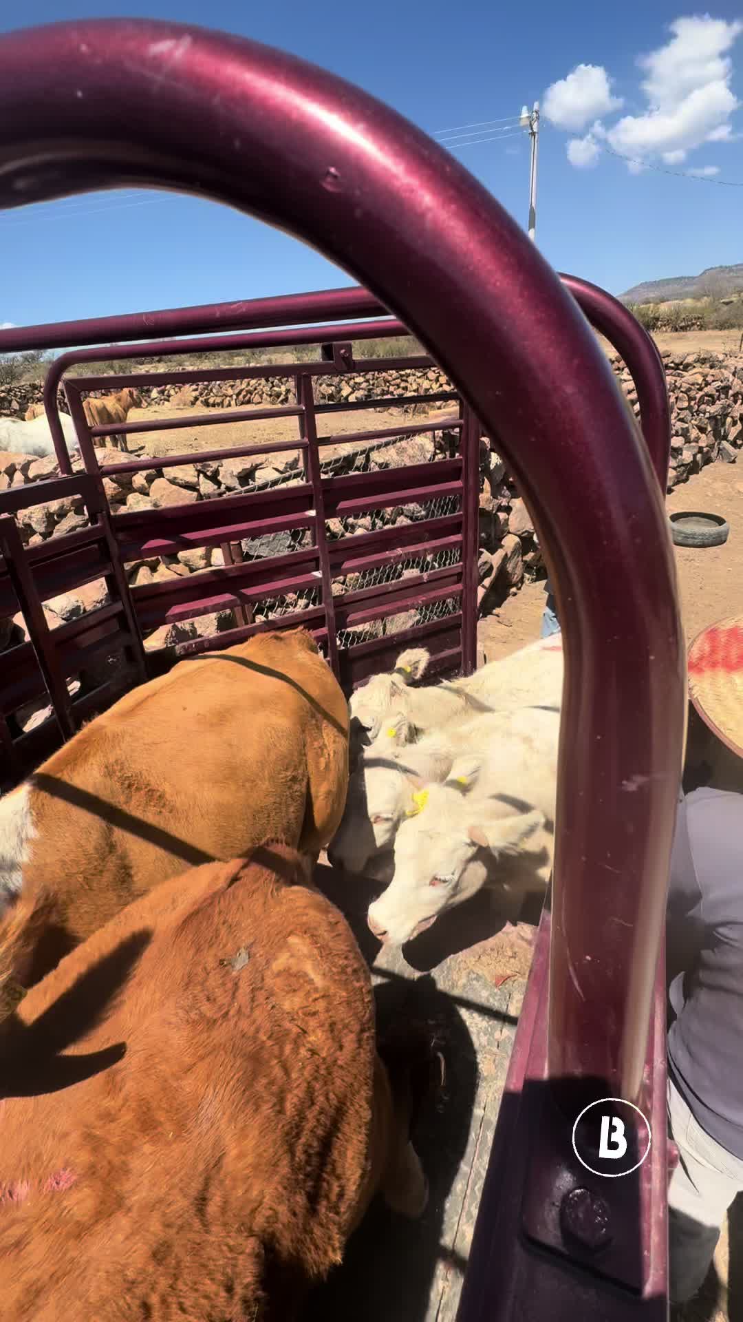 @El zurdo🌵🐴