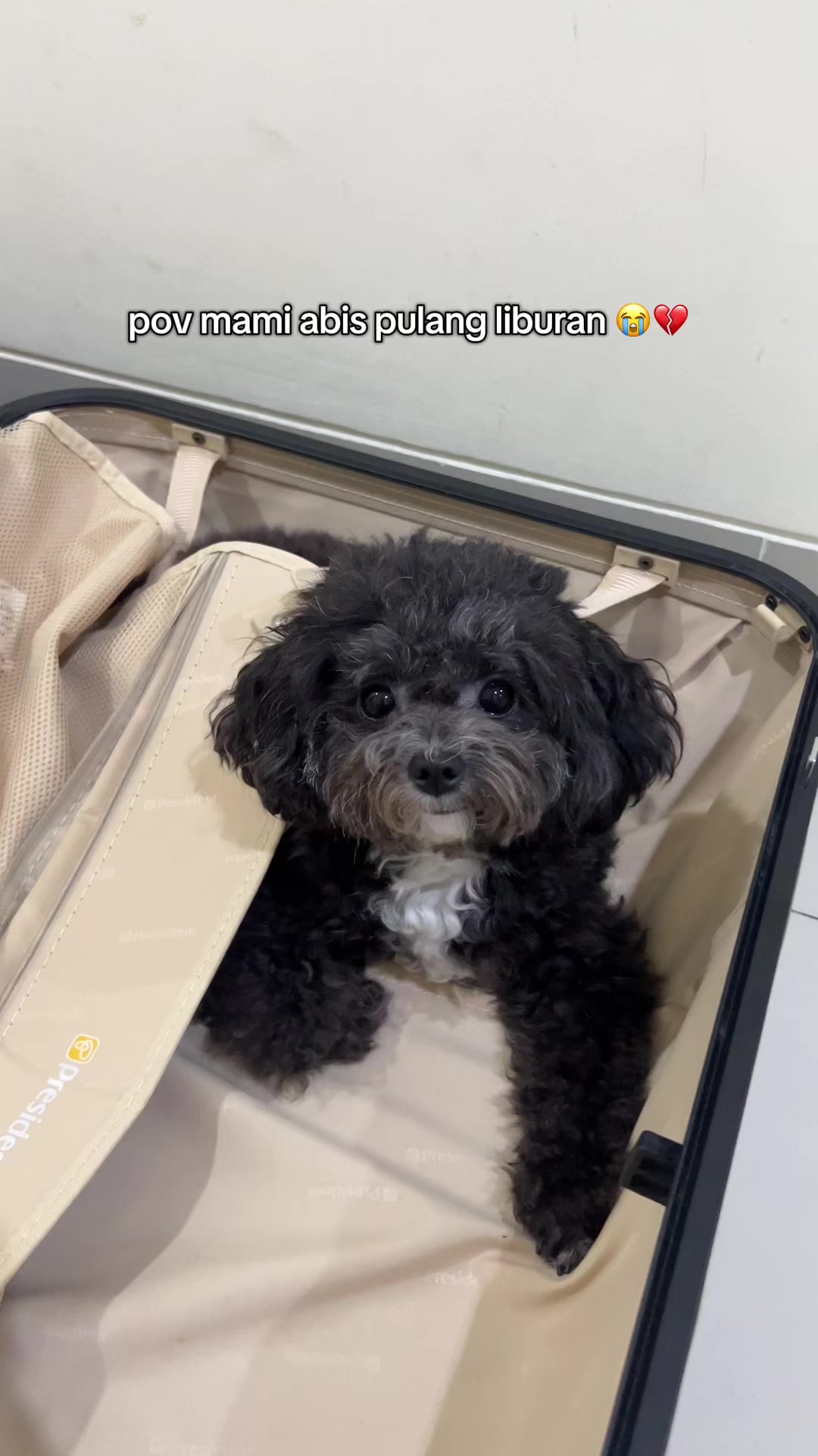 @chippi the poochon
