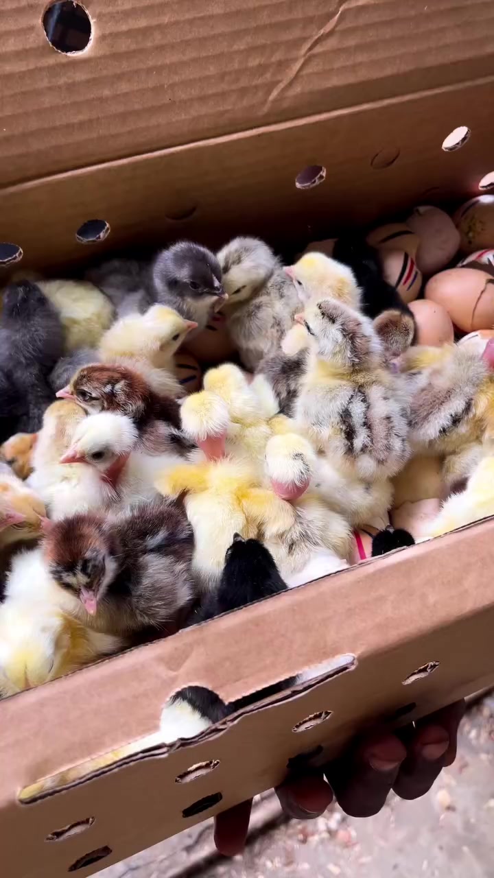 @NDIAYE-BREEDING 🐔