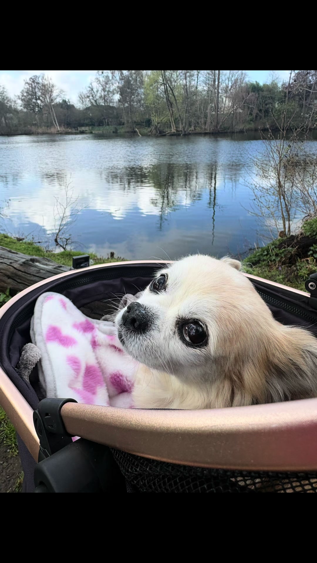 @dieKuschelpuschels🥐 🌸