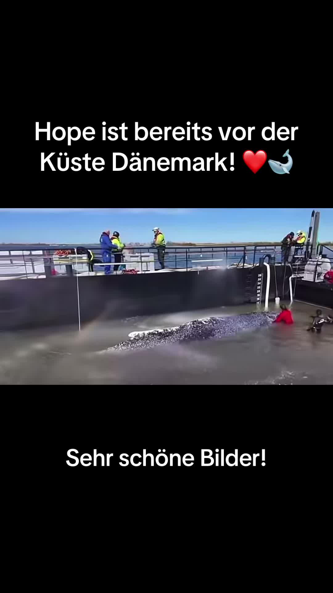 @Rettet Hope 🐋