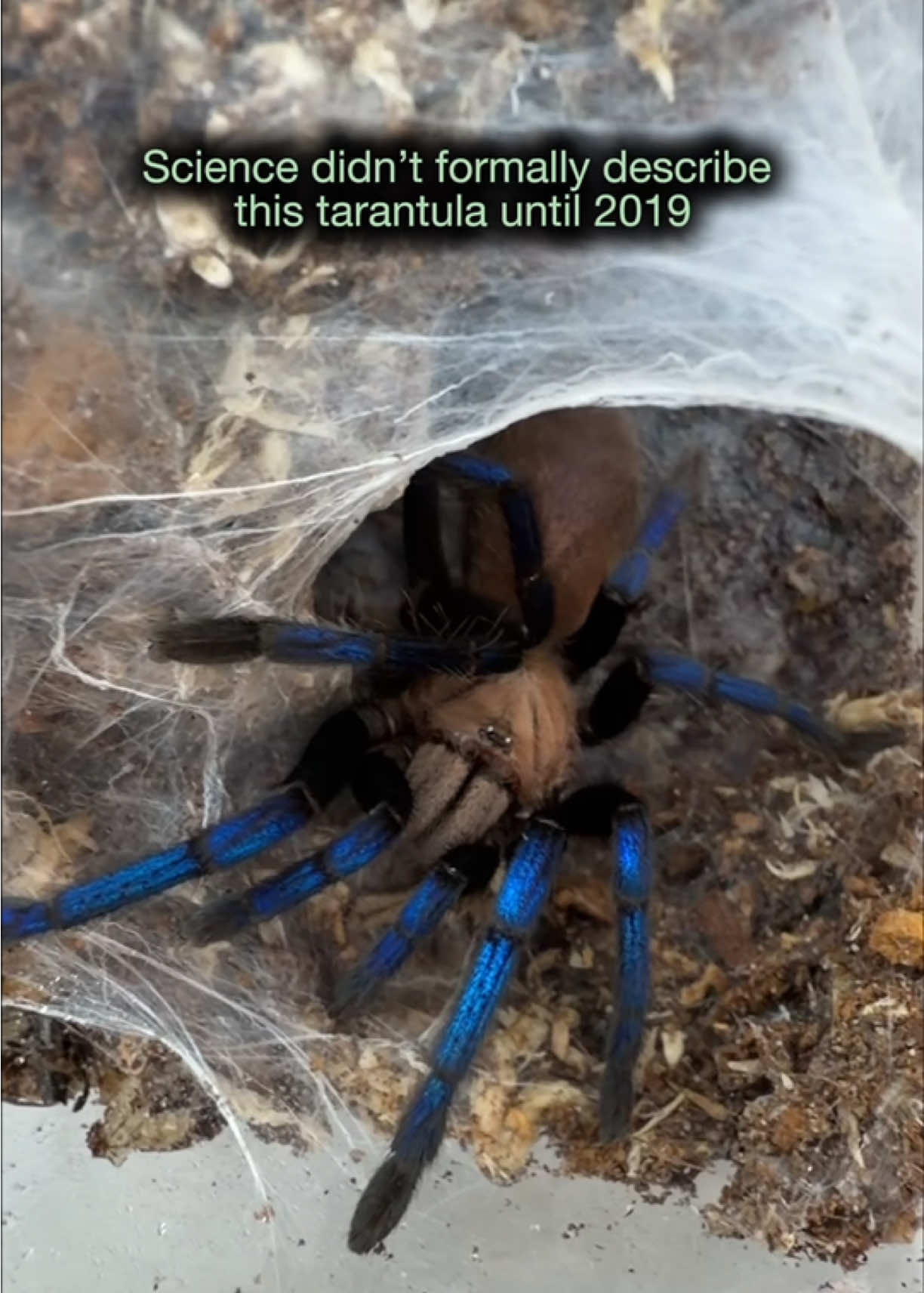 @Spider Conservatory