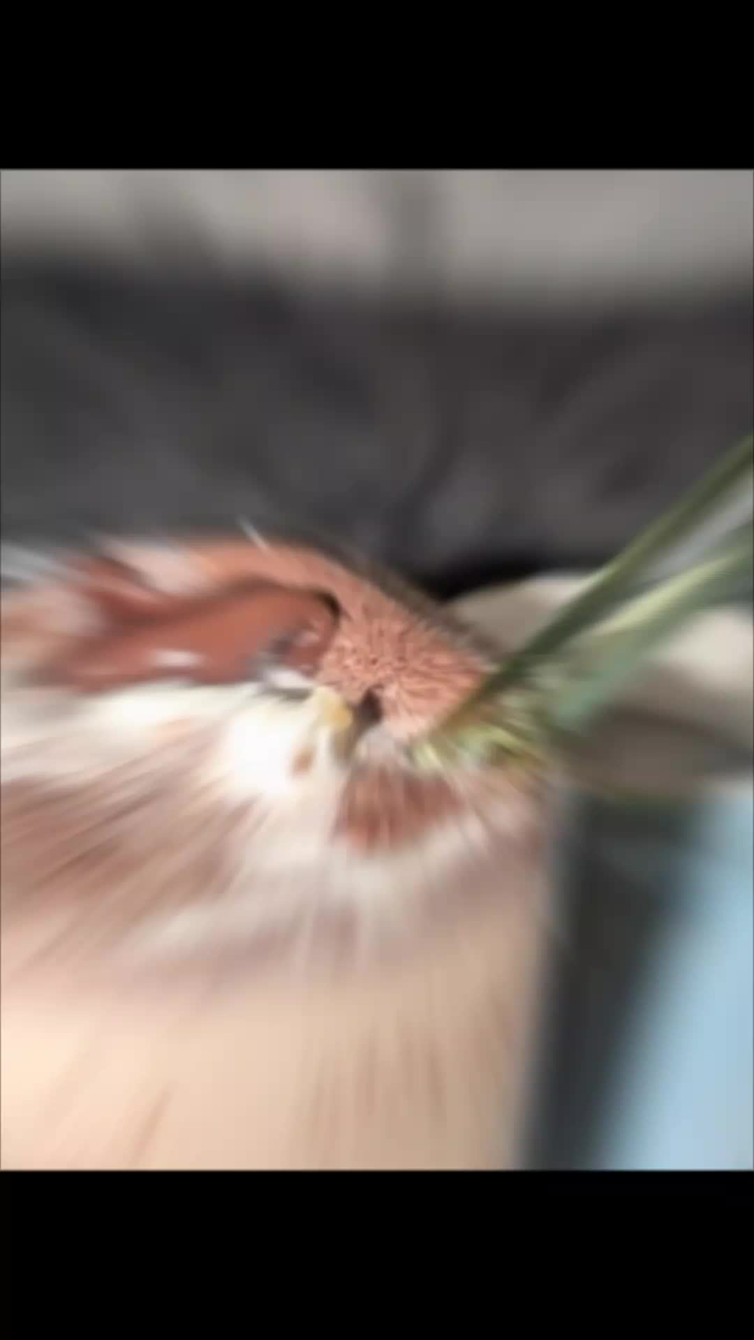 @FS