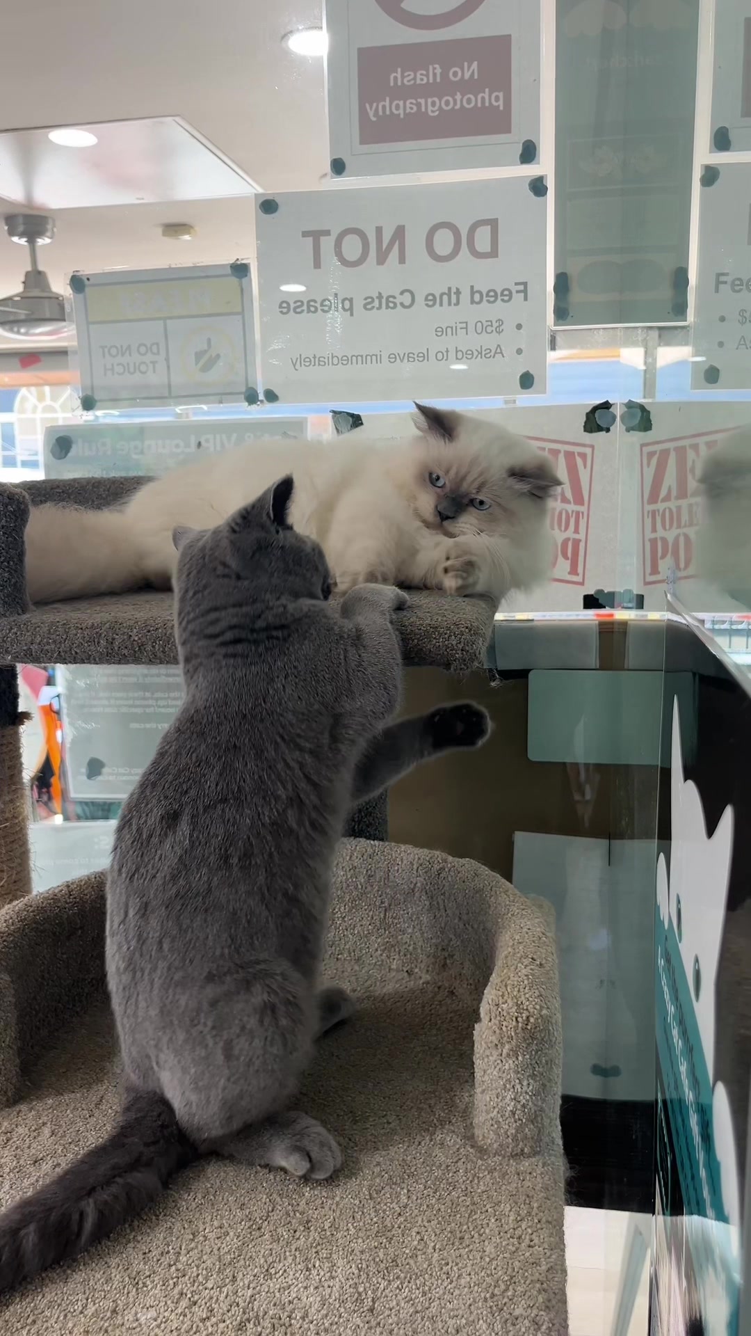 @crazycatcafe